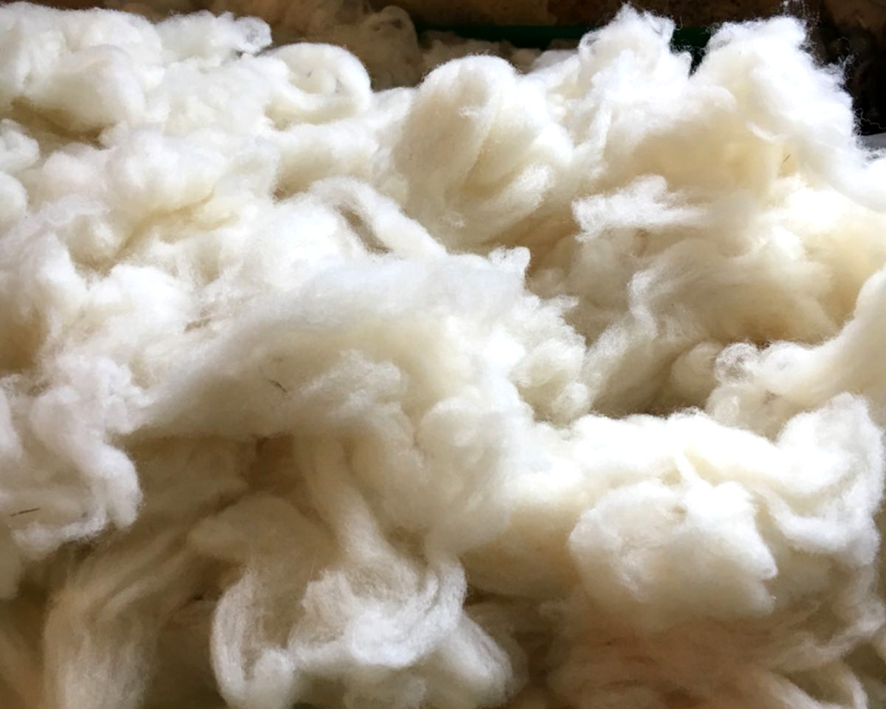 Laine brute utilisée pour la fabrication de tapis